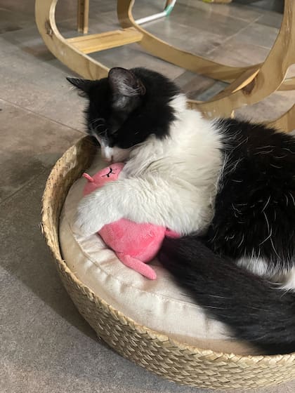 Gucci con su peluche favorito