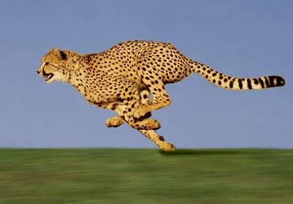 Guepardo en plena carrera