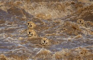 Guepardos machos nadan para cruzar el río Talek crecido por las inundaciones en la reserva Maasai Mara, en Kenia.