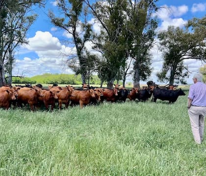Guerrero en su campo, observa su rodeo Angus