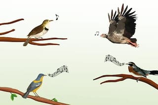 Escuchá los cantos más particulares en esta pequeña guía sonora de aves argentinas