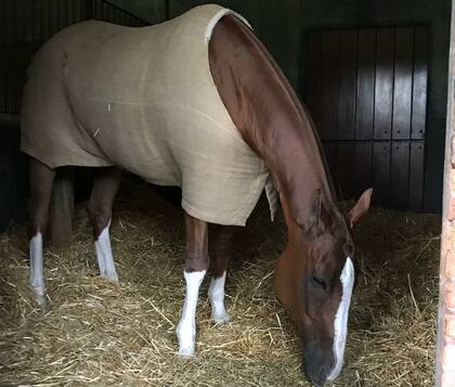Guillermina en las caballerizas, esperando un nuevo partido para brillar