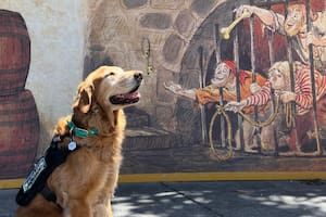 Gumbo, el perro de servicio retirado que es furor en las redes