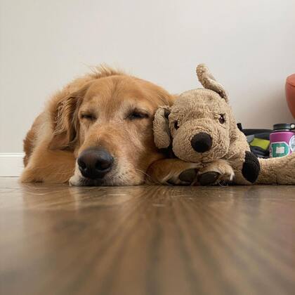 Gumbo y su peluche se volvieron inseparables (Instagram: @gumbowithshrimp)