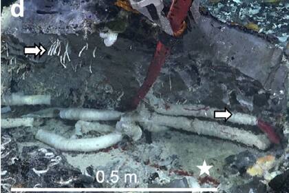 Gusano tubular gigante Riftia pachyptila, que puede alcanzar hasta medio metro de longitud. (Nature)