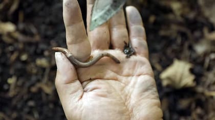 Gusanos saltarines invasores en Colorado