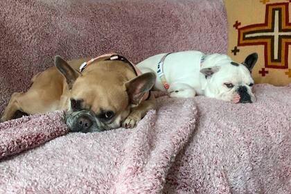 Gustav y Koij, los dos bulldogs ses de Lady Gaga que fueron robados y luego devueltos