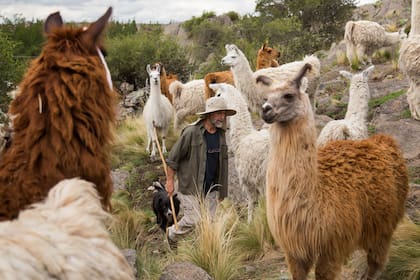 Gustavo Klappenbach tiene una tropilla de 80 llamas en la reserva.