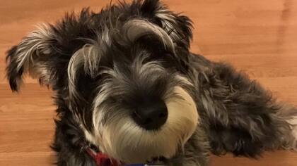 Gypsy, la perrita de la familia que también tuvo que ser evacuada