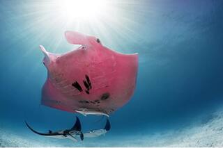 Mantarraya rosa: capturan imágenes del único ejemplar que existe en el mundo