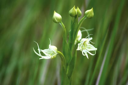 Habenaria gourlieana, una orquídea nativa.