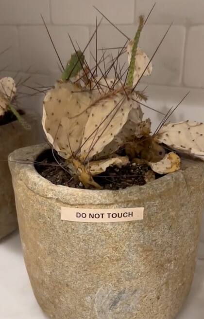 Había anuncios de "no tocar" hasta en las plantas