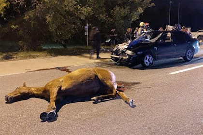 Había caballos sueltos en la Ruta 6, tres vehículos los chocaron y una docente falleció