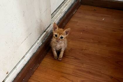 Había más de 40 gatos hacinados en uno de los criaderos.