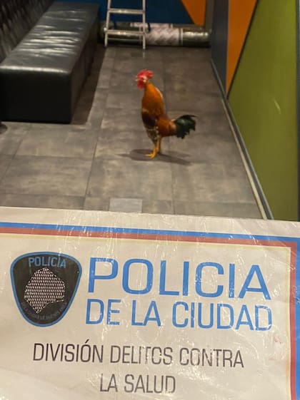 Había un gallo dentro del local