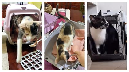 Habituarlos a entrar a la transportadora, uno de los objetivos