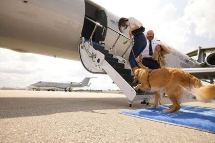 Habrá personal capacitado para poder tratar a los perros dentro del avión (Foto: Archivo)