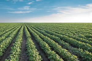 Por la sequía y menores precios, las exportaciones agrícolas de 2023 caerían 9% en valor