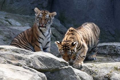 Hace 11 años que no nacían ejemplares de tigres de Amur en Colonia
