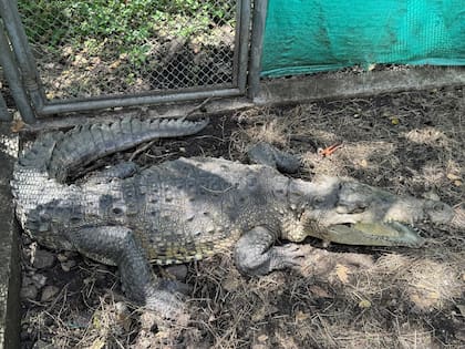Hace 54 años que La Ñata convivía con humanos (Foto/X: @CvcAmbiental)