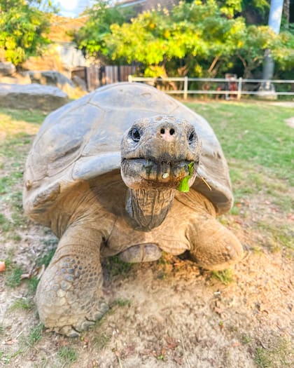 Hace 93 años que Mommy llegó al Zoo de Filadelfia (Foto: Instagram @philadelphiazoo)