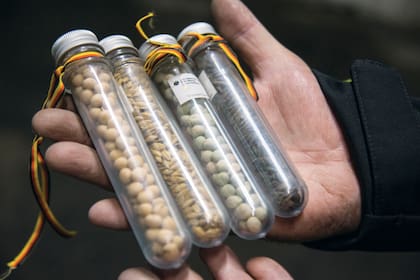 Hace años las semillas se conservaban en tubos de vidrio.