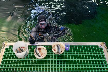 Hace años que Pan American Energy (PAE) trabaja junto a organizaciones de la sociedad civil y entidades privadas en programas que apuntan a proteger especies