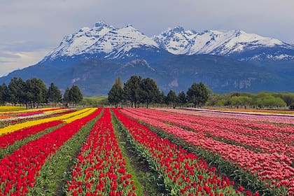 Hace cinco años, abrieron las plantaciones al público