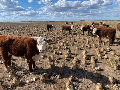 Hace cinco o seis años comenzaron a desarrollar el sistema con las variedades de remolacha forrajera apta para los animales