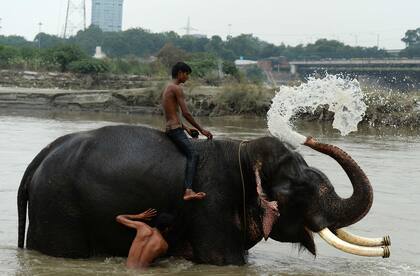 Hace cincuenta años Nueva Delhi contaba con más de 200 elefantes callejeros