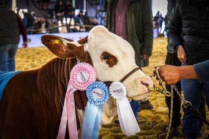Hace cuatro años Daniel Moritz creó la cabaña de Braford y en su debut en las Nacionales consiguió un galardón por su ternera