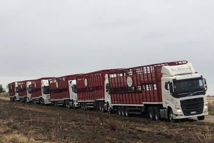 Hace dos años, en la sequía anterior, muchos productores del norte de Santa Fe se desprendieron de sus vacas
