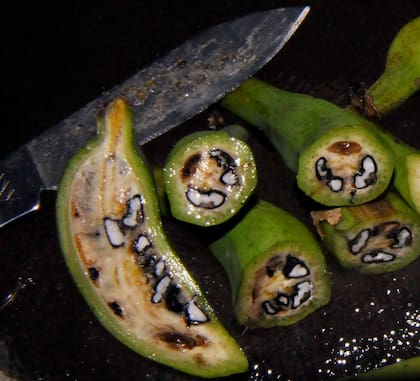 Hace miles de años, se utilizaban principalmente otras partes de la planta, como las flores, los tubérculos enterrados y la fibra del tronco