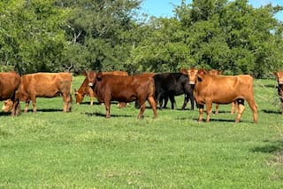 Qué necesita la ganadería para consolidar su buen momento