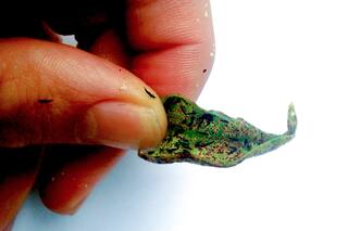 Los trips, la plaga que llegó a la ciudad