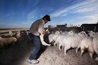 Hace siete años, Felix tenía 3000 cabezas, hoy le quedan 1000