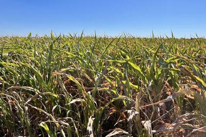 Hace tres meses que no se registran sin lluvias importantes, es decir, de 50 milímetros en adelante y los cultivos están "quemados"