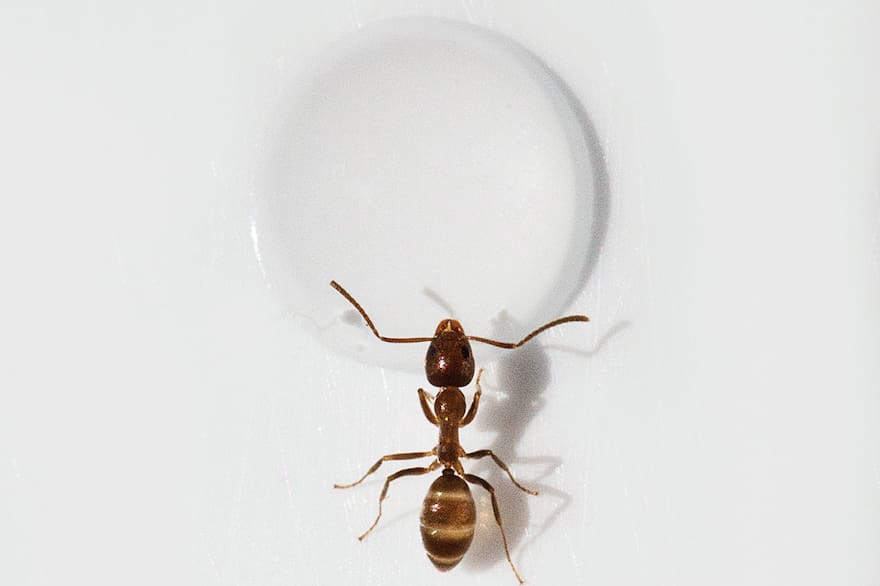 Hormigas y hasta hongos mas sabios que nosotros
