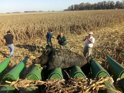 Hace unos años, en Vedia, mientras cosechaban contratistas se toparon con un jabalí de 270 kilos