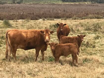 Hacen falta 1137,4 kilos de ternero para adquirir una hectárea en un campo de cría