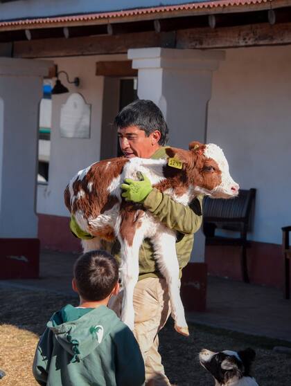 Hacen visitas guiadas para enseñar las tareas de un tambo