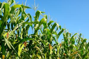 Bienvenidos a la era de la agronomía