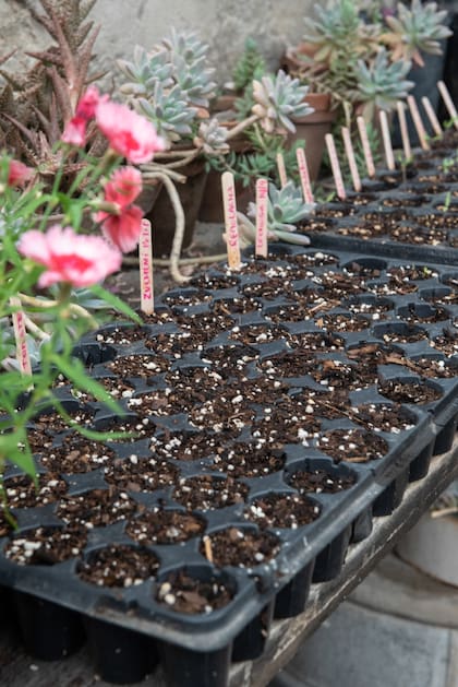 Hacer una lista de las especies que queremos incorporar el primavera y comenzar a cultivarlas es una de las tareas de jardinería de otoño