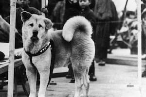 Se cumplieron 91 años de la muerte de Hachiko, el perro más fiel del mundo