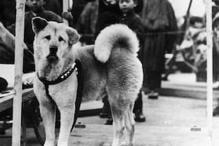 Se cumplieron 91 años de la muerte de Hachiko, el perro más fiel del mundo
