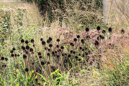 Hacia mediados del otoño quedan pocas flores, entonces las cabezas de las echináceas ya secas son muy valoradas para contrastar con las espigas etéreas de las gramíneas.