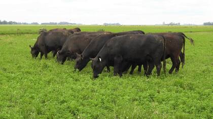 Hacienda en pastoreo en el campo del productor