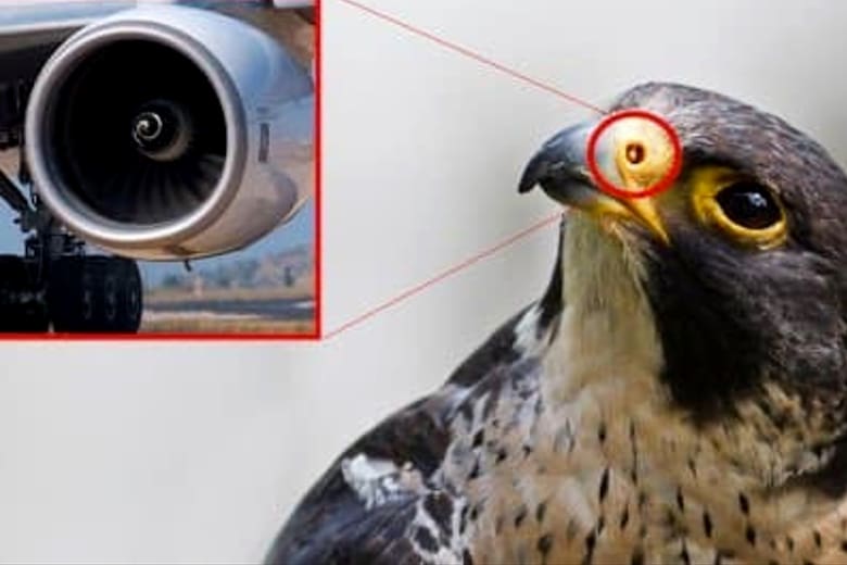Halcón peregrino y un motor a reacción (Facebook Comunidad Biológica)
X
