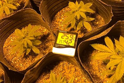 Hallan 5200 plantas de marihuana en un galpón