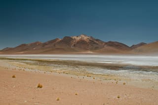 Encuentran en el desierto de Atacama una de las criaturas más sorprendentes de la Tierra